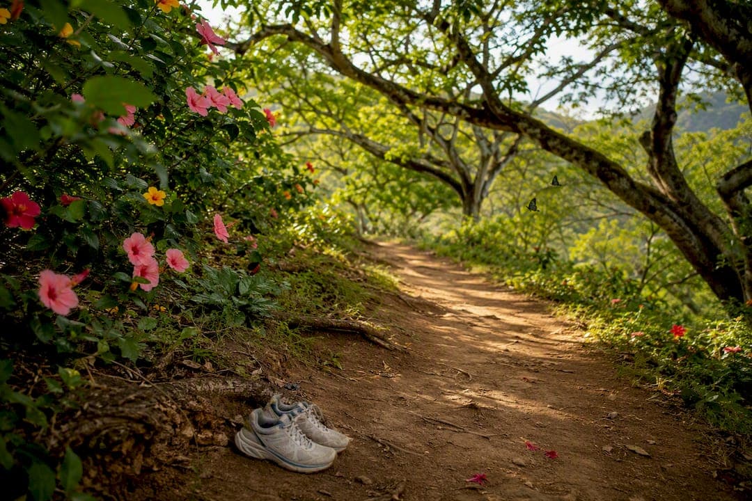 Scenic Walks That Support Mental Health, by Terrain Type